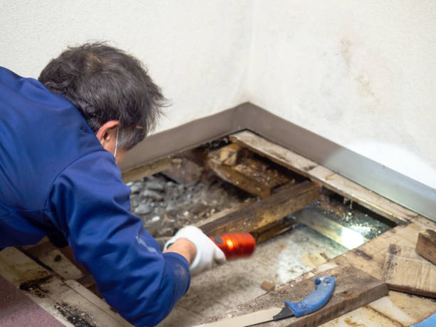 Decherd, TN Mold Removal Company