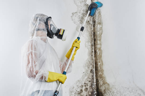 Best Toxic Mold Removal  in Decherd, TN