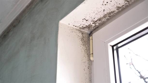 Best Toxic Mold Removal  in Decherd, TN
