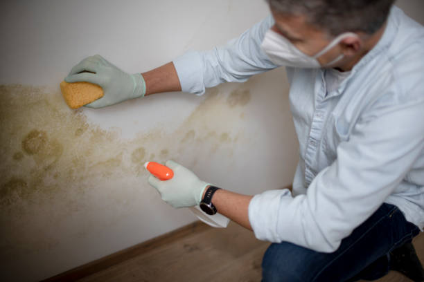 Best Attic Mold Removal  in Decherd, TN