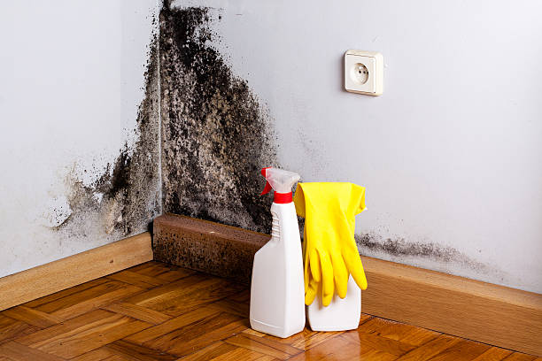 Best Black Mold Removal  in Decherd, TN