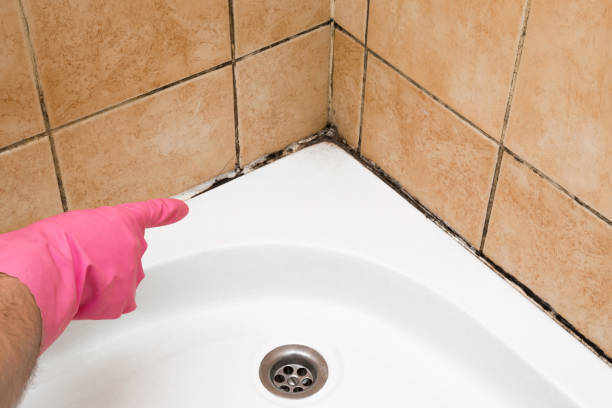 Best Local Mold Removal Service  in Decherd, TN